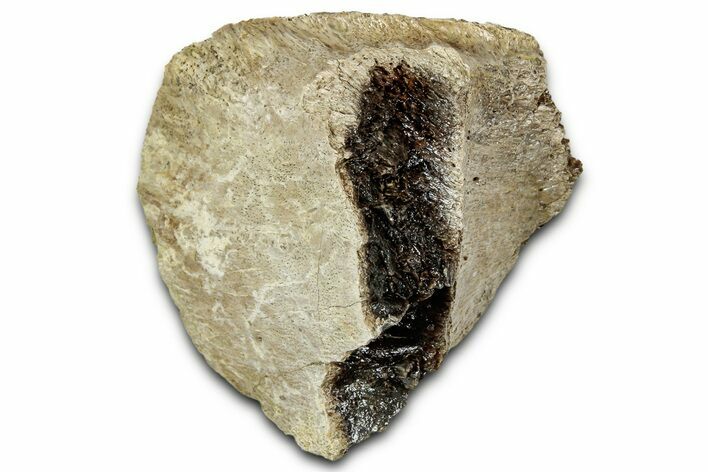 Fossil Tyrannosaur (T rex) Bone Section - Wyoming #328779